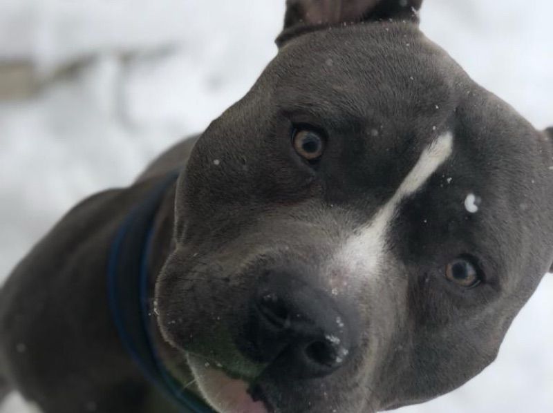 Blu – Blue nose Pitbull Stud Dog for Breeding in Pennsylvania
