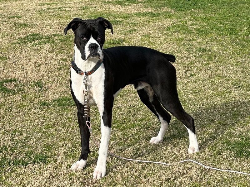 Archie – Boxer Stud Dog for Breeding in California | Vaccinated