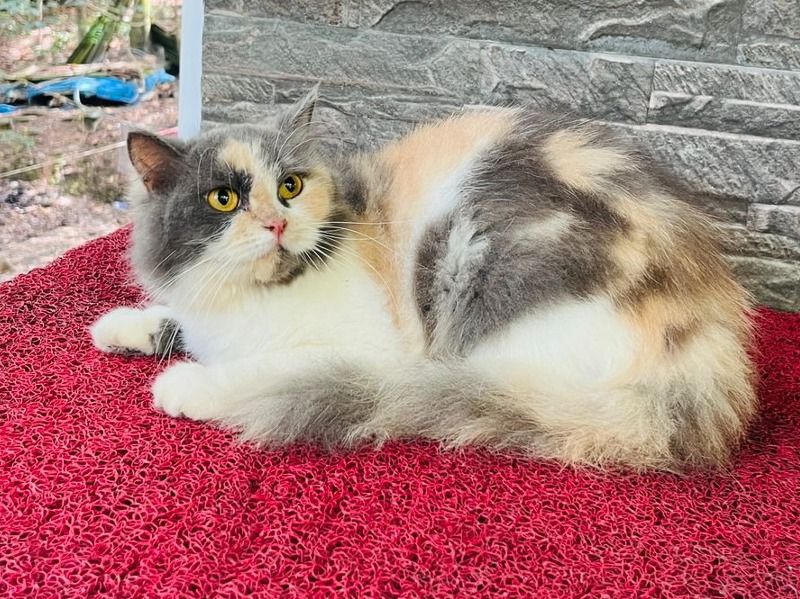 Luna – Persian Female Cat for Socialization in Tamil Nadu | Vaccinated