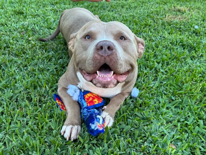 Rex – Razor Edge Pitbull Stud Dog for Breeding in Louisiana | Vaccinated