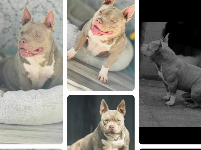 Rocky – American Bully Stud Dog for Breeding in Northern Ireland | Vaccinated