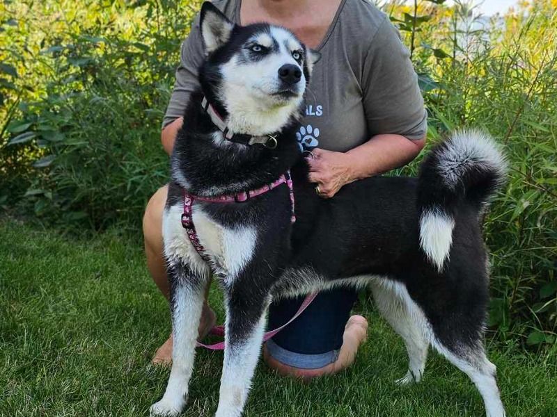 Zakara – Alaskan Husky Female Dog for Adoption in Michigan | Vaccinated
