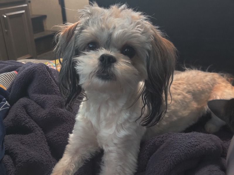Gizmo – Shih Tzu x Miniature Poodle Female Dog for Breeding in Washington | Vaccinated