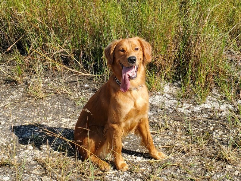 Nala – Golden Retriever Female Dog for Breeding in Florida | Vaccinated, Pedigree